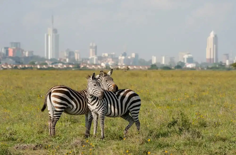 Nairobi-naational-park-tour-ccb-tours-and-travel