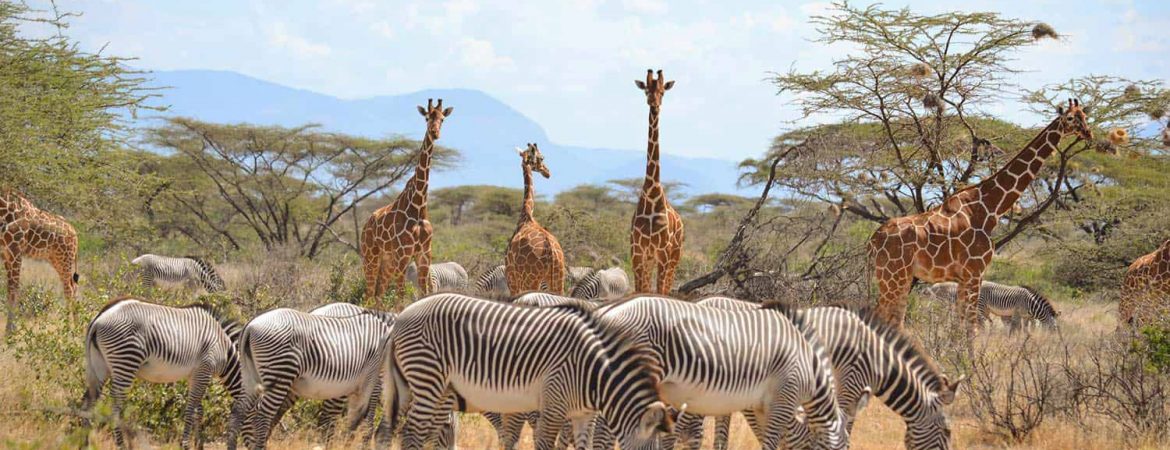 Samburu-National-Park-tour-packages