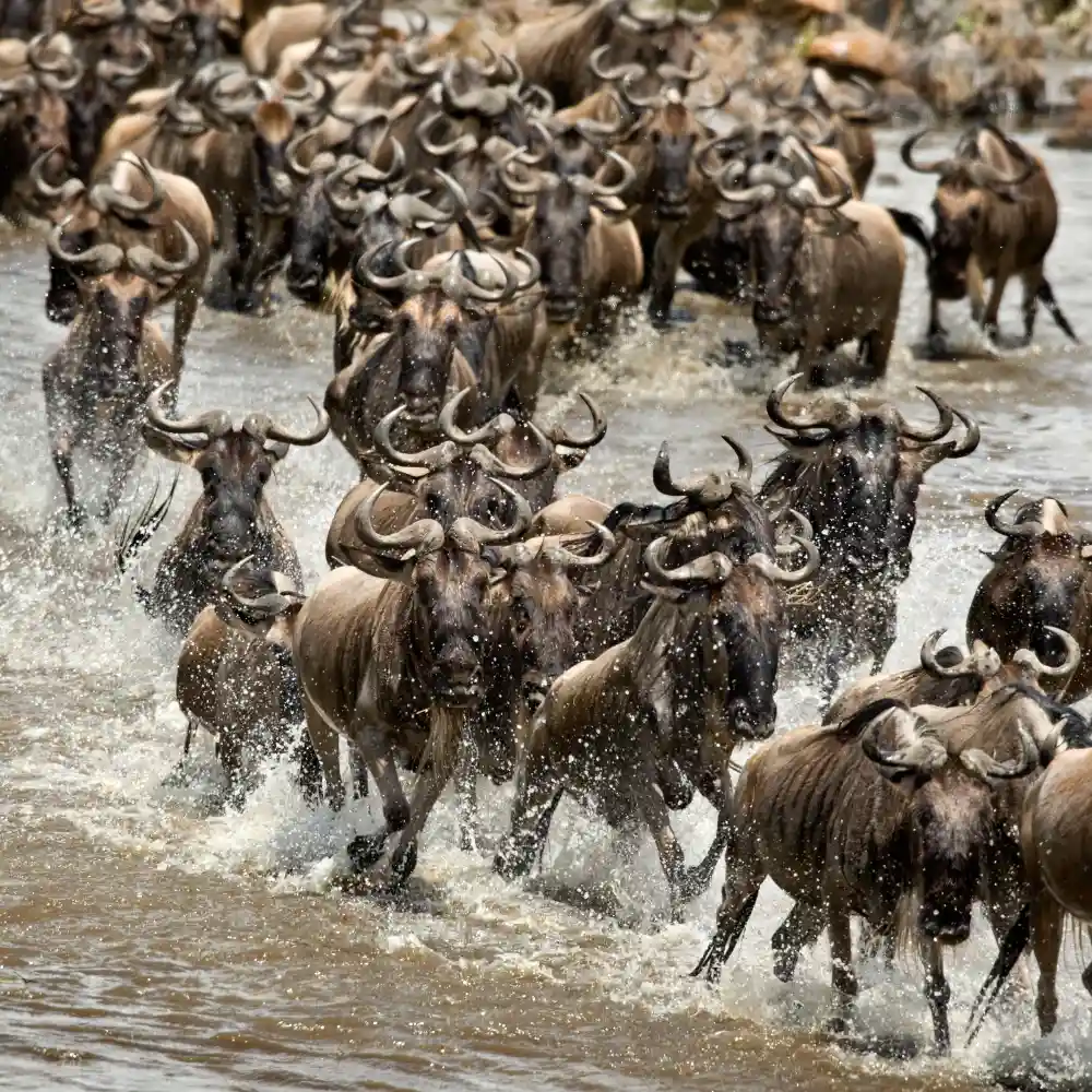 kenya-tanzania-safaris kenya-tanzania-safaris