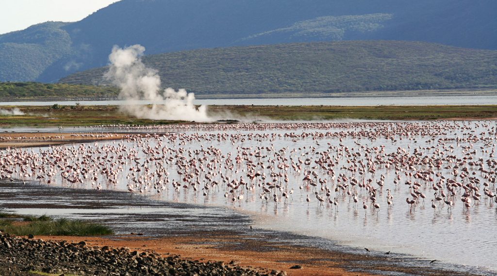 lake-bogoria-national-park-safari-packages