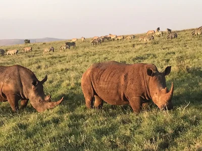 lewa-conservancy-safari-tour-packages