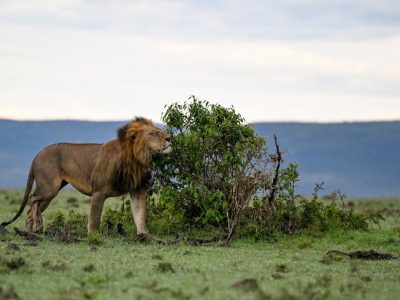 naboisho-conservancy-safari-destination